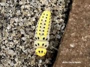 Orange 16 spotted ladybird larva 8117