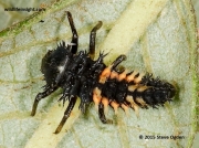 Harlequin Ladybird (Harmonia axyridis) larva
