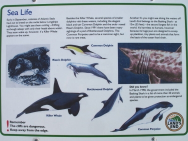 Lands End dolphins and sharks