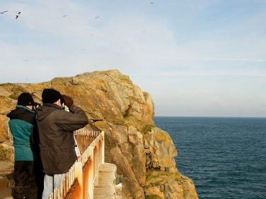 St Ives Island, Cornwall, sea-bird watching