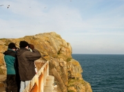 St Ives Island, Cornwall, sea-bird watching