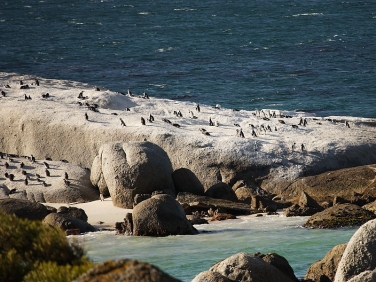 African Jackass Penguins (Spheniscus demersus) Boulders Beach colony, Cape Peninsular,South Africa