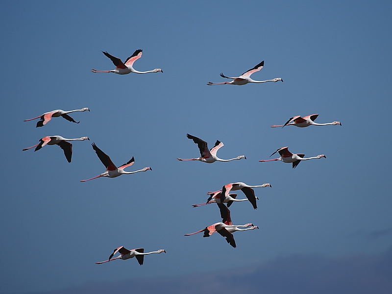 Flock of Greater Flamingo at Strandfontein, Cape Town, South Africa © Steve Ogden