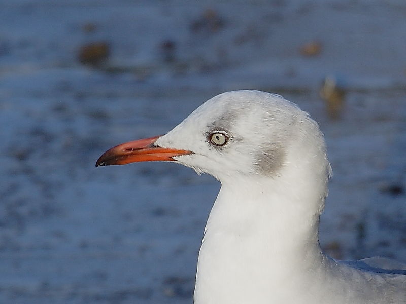 Grey-headed Gull, Simon's Town, South Africa showing head and pale eye ring © 2006 Steve Ogden