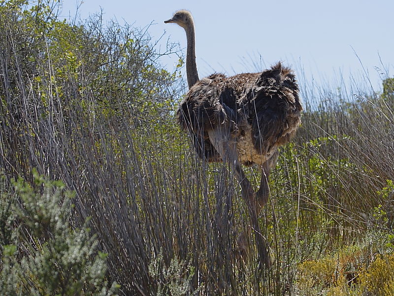 Ostrich South Africa © 2006 Steve Ogden