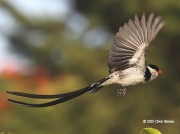 Pin-tailed Whydah @ Kericho Tea Hotel Kenya © 2015 Chris Barlow