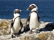 African Jackass Penguins (Spheniscus demersus) Simon's town, Boulders Beach, Cape Peninsular,