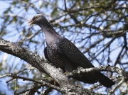 African Olive-pigeon