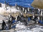 African Penguin Colony, Boulders Beach, Simons Town, Cape Peninsular,