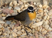 Cape Robin-chat, (Cossypha caffra)