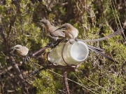 Cape Sugarbirds