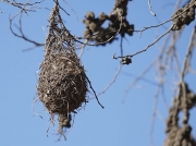 Cape Weaver Bird nest