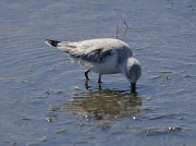 Sanderling (Calidri maritima) feeding on Langebaan Lagoon, West Coast National Park, South Africa