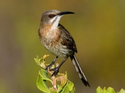 Cape Sugarbird (Promerops cafer) - female