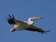 Great White Pelican South Africa  © 2006 Steve Ogden