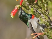Lesser Double-collared Sunbird