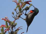Lesser Double-collared Sunbird