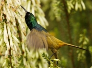 Orange-breasted Sunbird (Anthobaphes violacea) feeding at flowers in Kirstenbosch Botanical Gardens, Cape Town