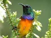 Orange-breasted Sunbird (Anthobaphes violacea)  Cape Peninsula, South Africa