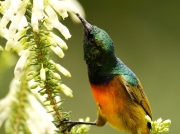 Orange-breasted Sunbird (Anthobaphes violacea) feeding at flowers