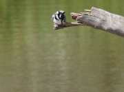 Pied Kingfisher