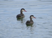 Red-billed Teal South Africa Birds © 2006 Steve Ogden