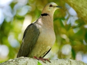 Red-eyed Dove (Streptopelia semitorquata) South Africa