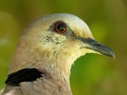 Red-eyed Dove (Streptopelia semitorquata) South Africa