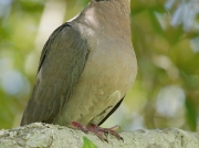 Red-eyed Dove South Africa Birds © 2006 Steve Ogden