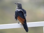 Red-winged Starling  on railing of holiday apartment balcony, Cape Peninsula, South Africa