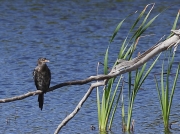 Reed Cormorant, South African Birds © 2006 Steve Ogden