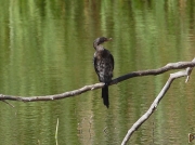 Reed Cormorant, South African Birds © 2006 Steve Ogden