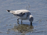 Sanderling feeding on Langebaan Lagoon, West Coast National Park, South Africa