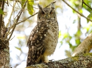 Spotted Eagle-owl (Bubo africanus) in Kirstenbosch National Botanical Gardens, Cape town.