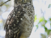 Spotted Eagle-owl Kirstenbosch, Cape Town, South Africa © 2006 Steve Ogden