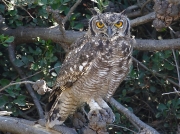 Spotted Eagle-owl South Africa Birds © 2006 Steve Ogden