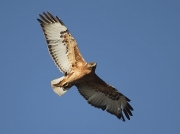 Steppe Buzzard