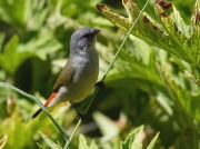 Swee Waxbill