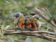Swee Waxbill kirstenbosch South Africa © Steve Ogden