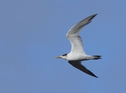 Swift Tern