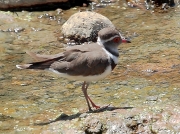 Three-banded Plover South Africa © 2015 Steve Ogden