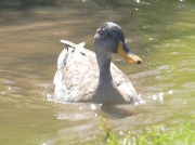 Yellow-billed Duck - Strandfontein, Cape Town, South Africa © 2006 Steve Ogden