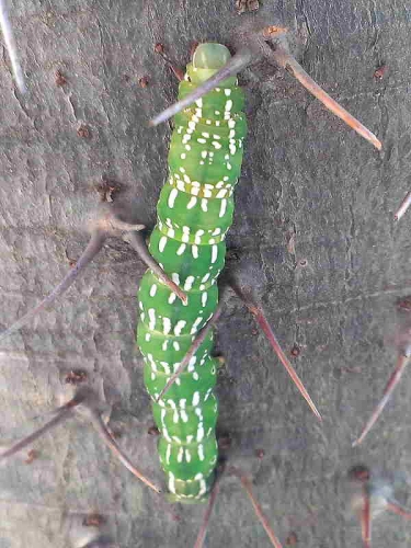 sundowner-moth-caterpillar-sphingomorpha-chlorea-lowveld-area-of-south-africa-recorder-m-sussens