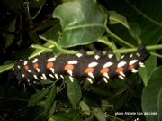 African Emperor Moth caterpillar, Buracea alcinoe East London- South Africa photo Michele Van der Linde