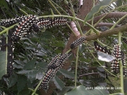 African Emperor Moth caterpillars, Buracea alcinoe East London- South Africa photo Michele Van der Linde (2)