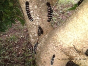 African Emperor Moth caterpillars, Buracea alcinoe, Cabbage Tree Emperor Moth, East London- South Africa photo Michele Van der Linde