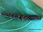 South Africa Cucillia moth caterpillar photo Maureen Du Plessis