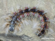 South Africa Lasiocampidae caterpillar photo Robyn Phillips