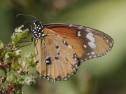 African Monarch butterfly Kirstenbosch © Steve Ogden