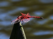 Red Dragonfly seen on pond at Paarl Mountain Reserve, South Africa